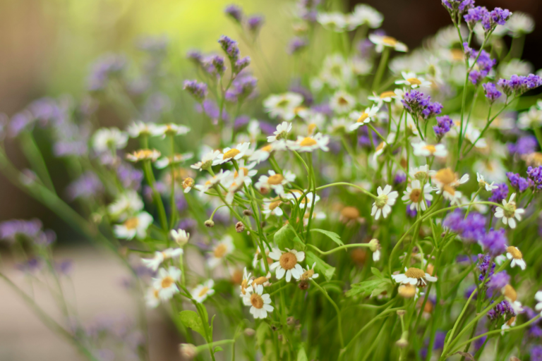 Spring Allergies